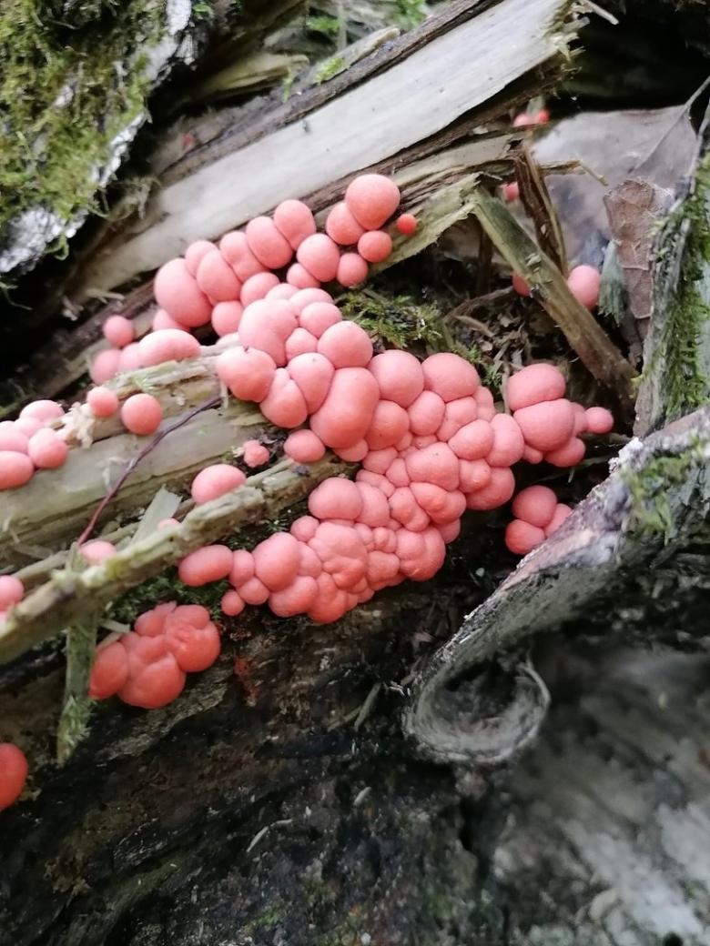 Гриб слизевик Ликогала