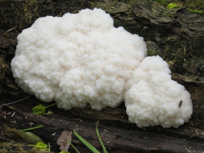 Ретикулярия дождевиковая