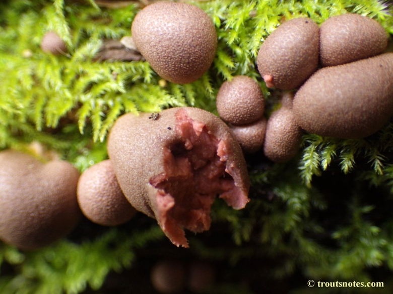 Ликогала древесинная