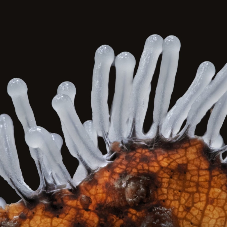 Ходячий гриб плазмодий