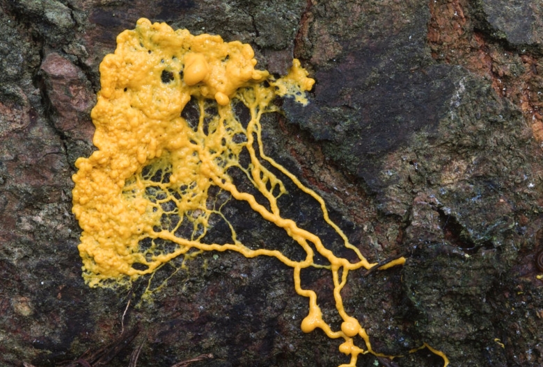 Гриб physarum polycephalum