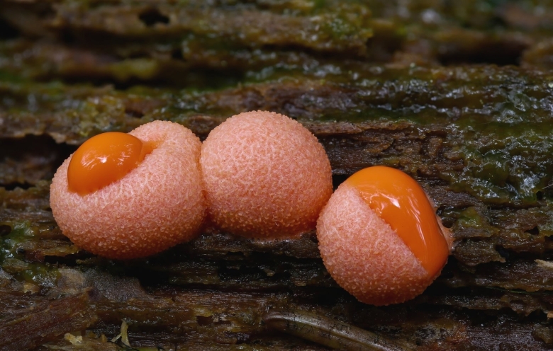 Ликогала древесинная Lycogala Epidendrum