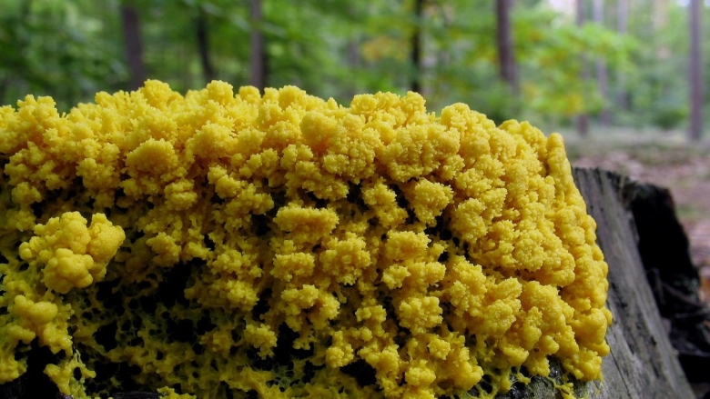 Physarum polycephalum