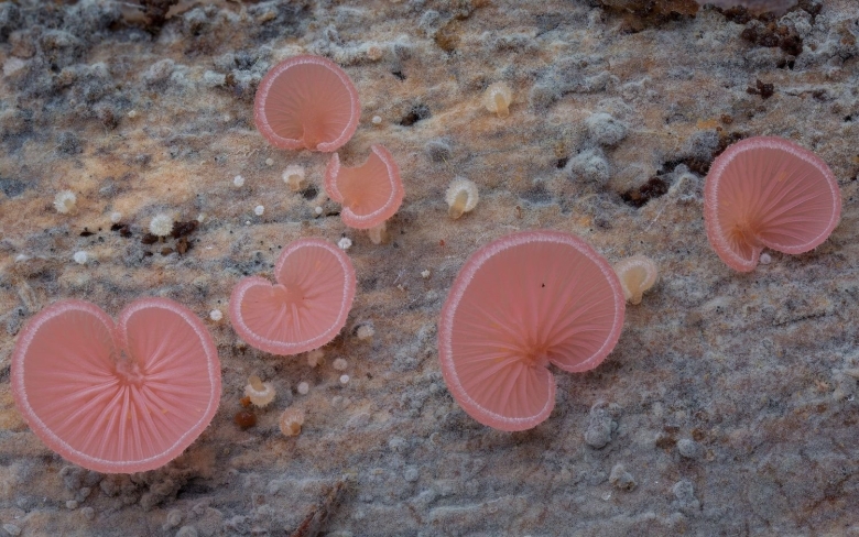 Маленькие розовые грибы