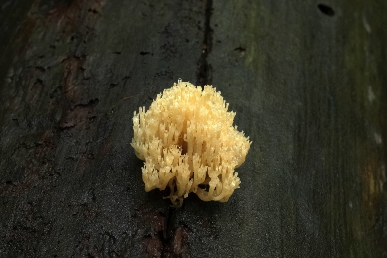 Ликогала древесинная