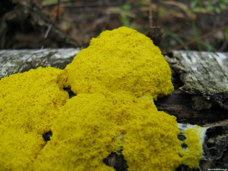 Фулиго гнилостный