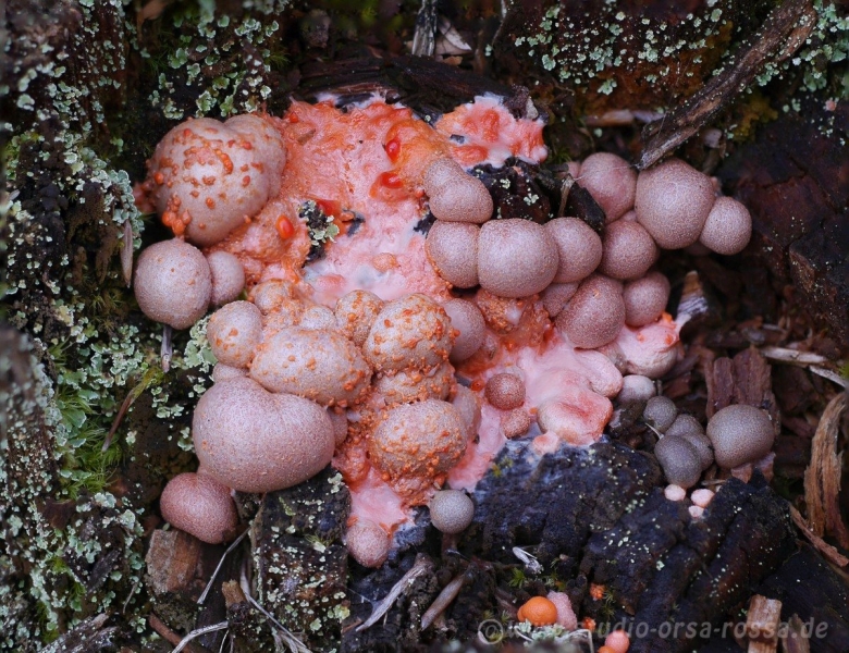 Слизевик Ликогала древесинная