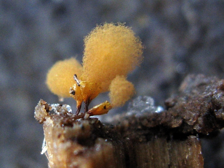 Слизевик плазмодий