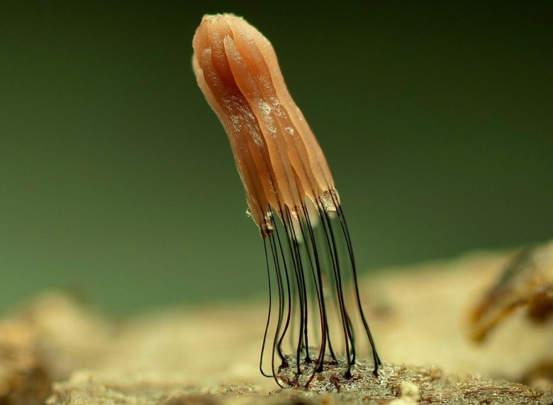 Ходячий гриб плазмодий