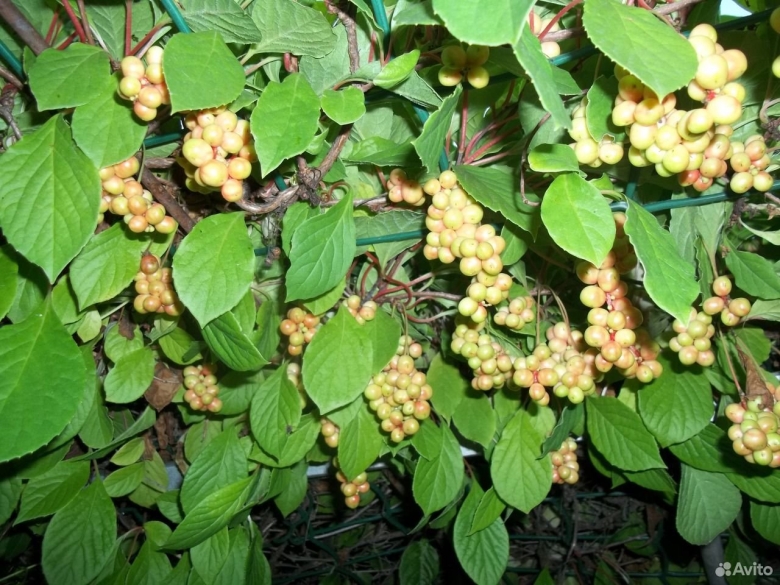 Лимонник Дальневосточный кустарник