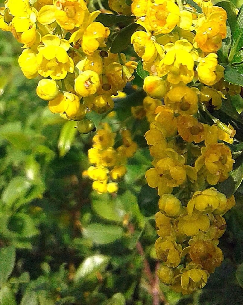 Лимонник кустарник желтый