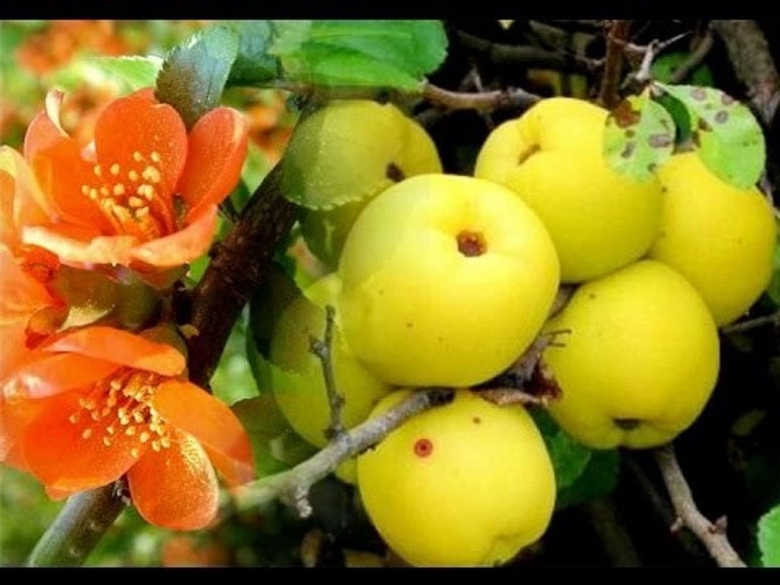 Японская айва хеномелес кустарник