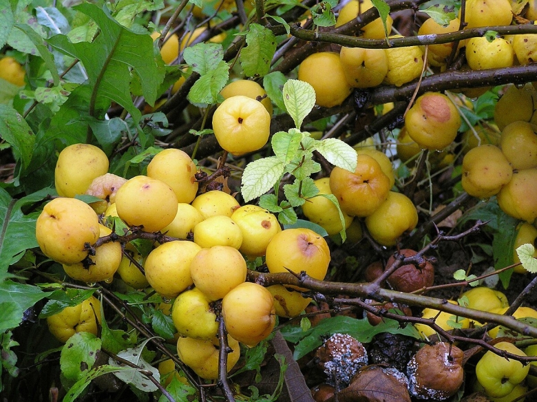 Японская айва кустарник
