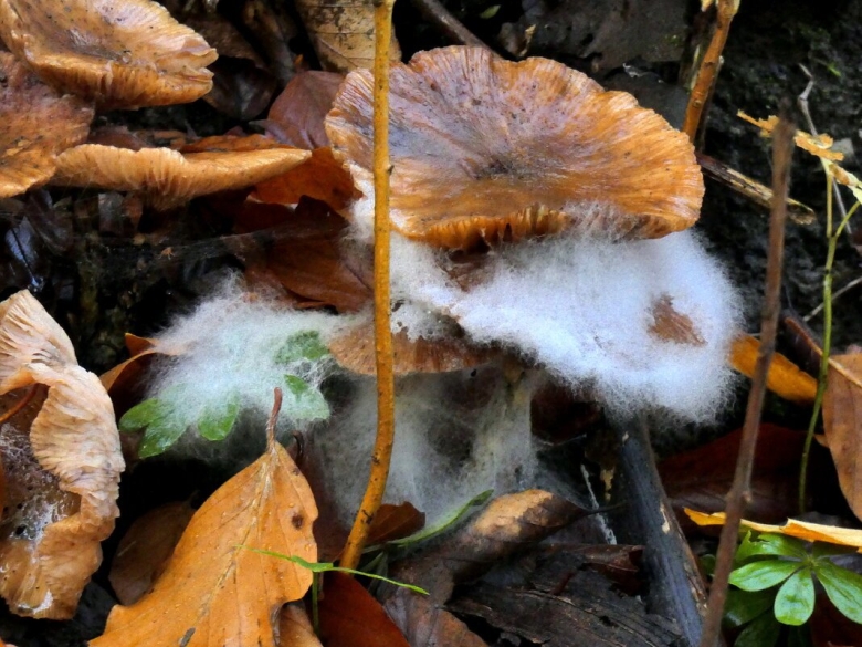 Гриб плесень