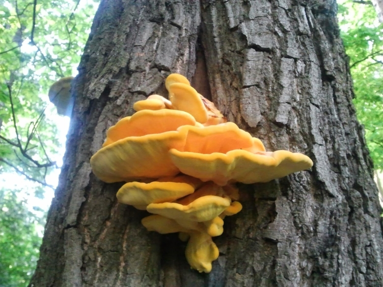 Вешенка оранжевая Лесная