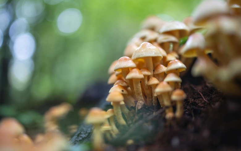 Гриб опенок