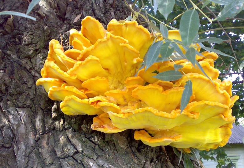 Жёлтые грибы на дереве