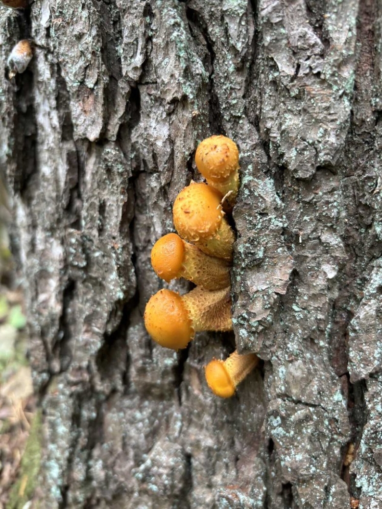 Чешуйчатка золотистая pholiota aurivella