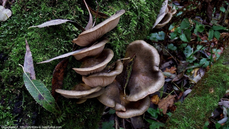 Китайская острая вешенка