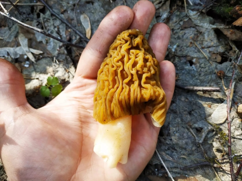 Сморчки и сморчковая шапочка