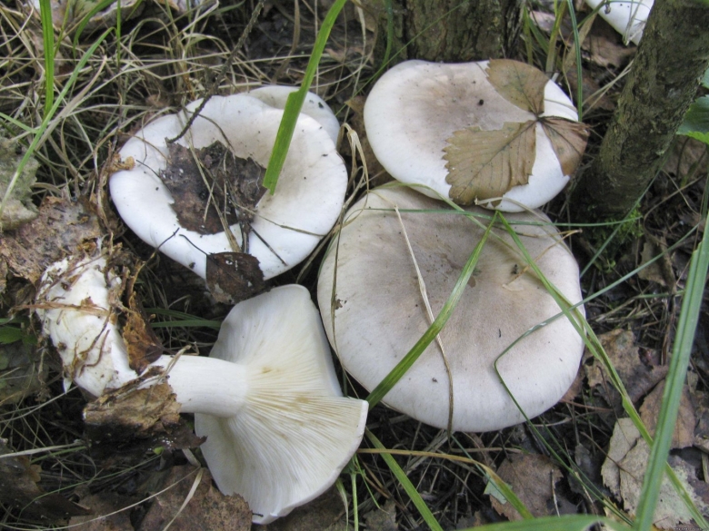 Дымчатая говорушка clitocybe nebularis