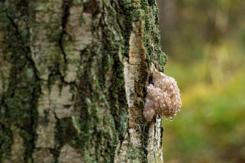 Необычные грибы