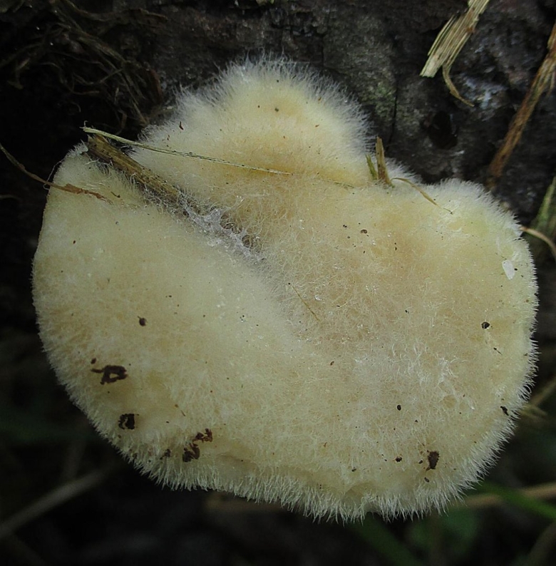 Мохнатый гриб белого цвета