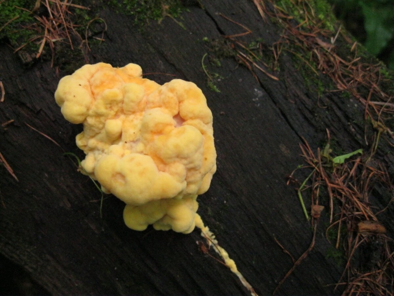 Laetiporus sulphureus