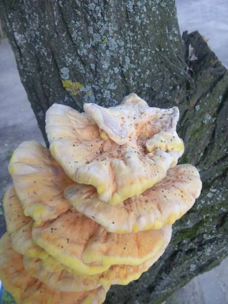 Гриб трутовика на Липе