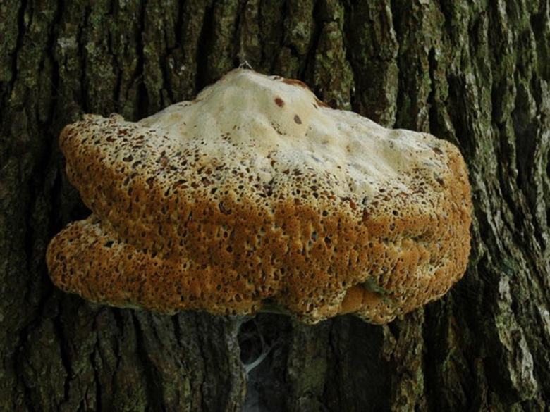 Инонотус Андерсена гриб