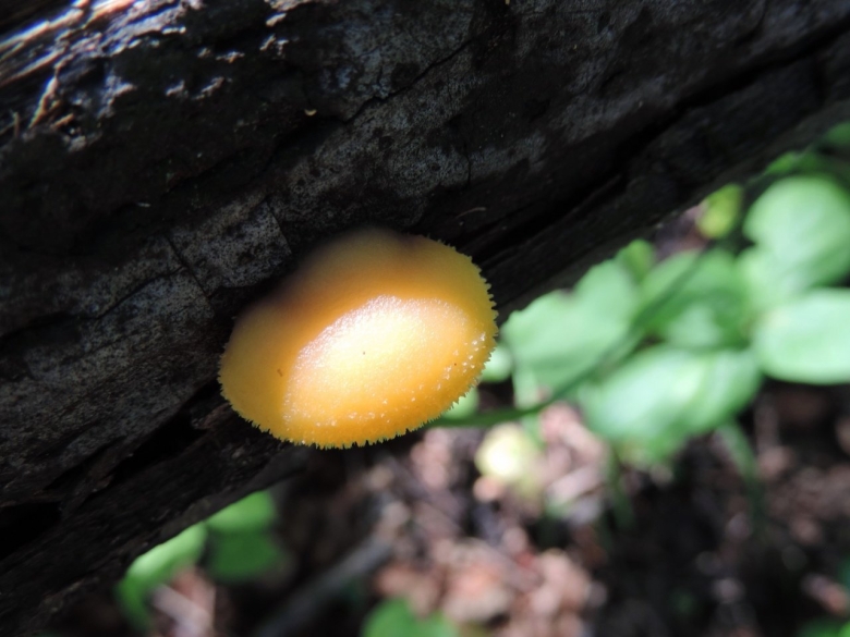 Гриб растущий на дереве без ножки