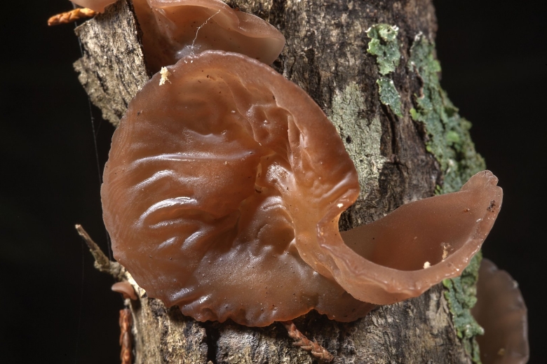 Аурикулярия уховидная