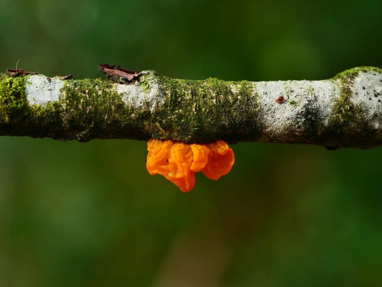 Дрожалка листовая гриб