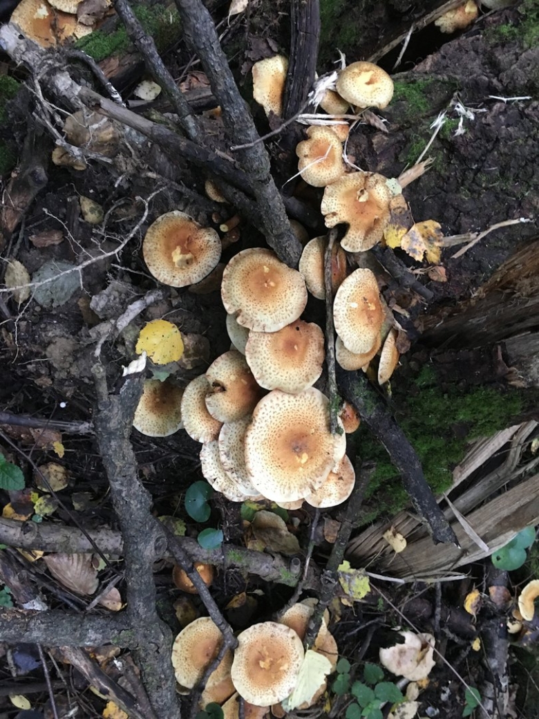 Опёнок осенний паразитические грибы