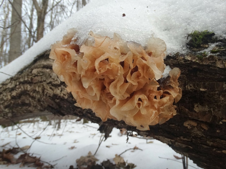 Дрожалка листоватая Tremella foliacea