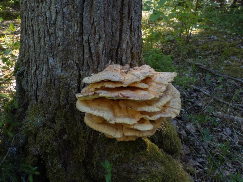 Трутовик желтый