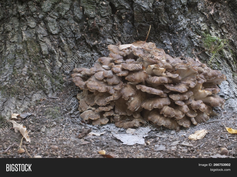 Гриб Квочка в Сочи