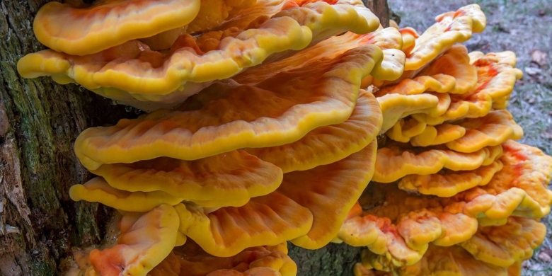 Лесная курица трутовик