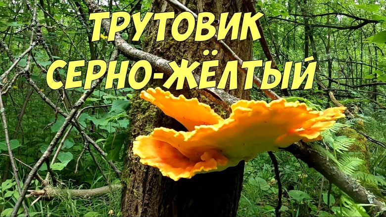 Трутовик серно - желтый (laetiporus sulphureus)