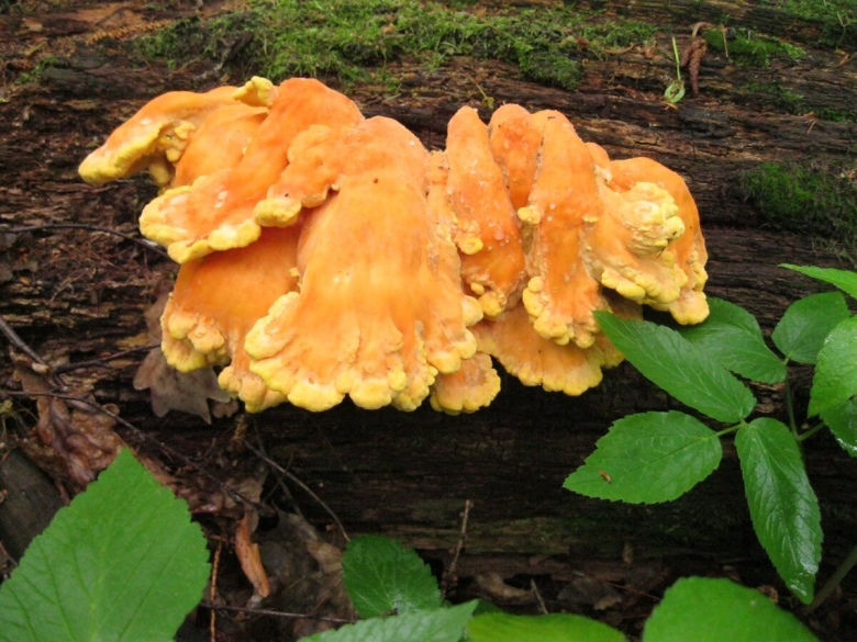 Трутовик Летипорус