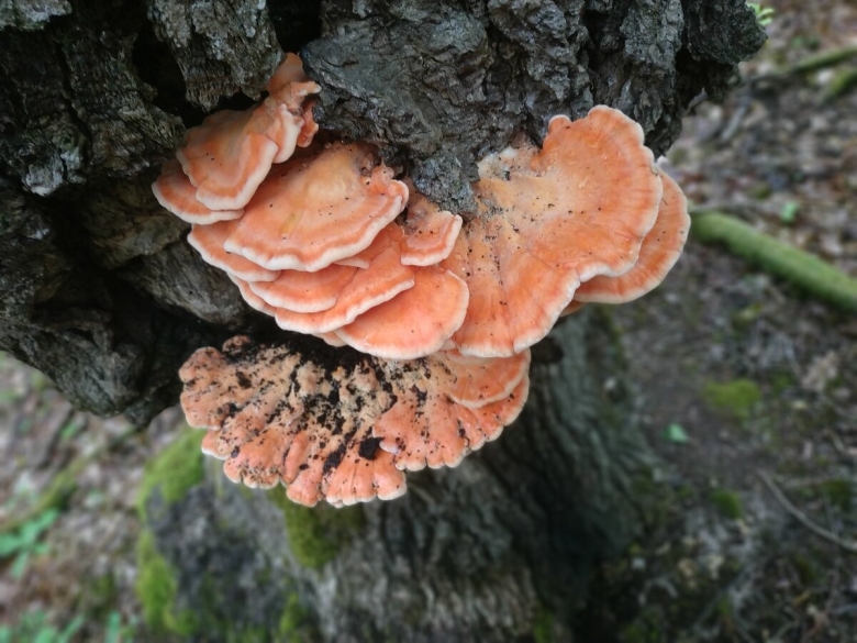 Трутовик серно желтый