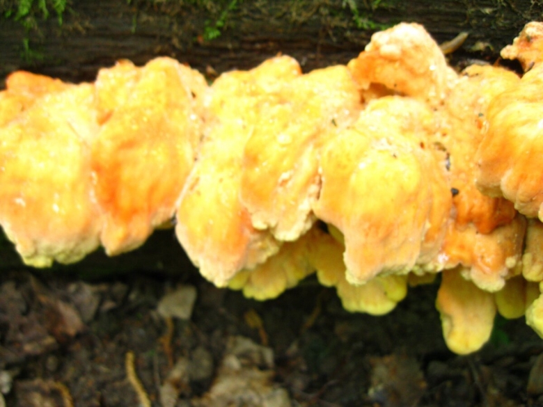 Грибы желтые желеобразные