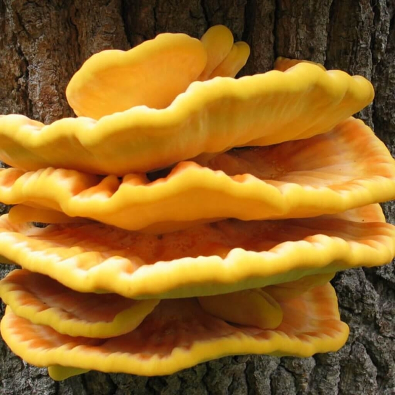 Трутовик желтый