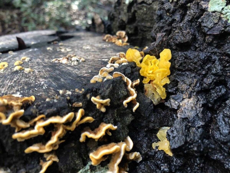 Дрожалка оранжевая гриб