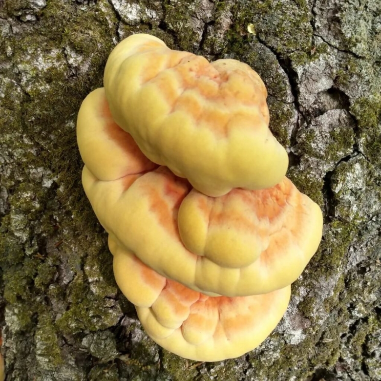 Трутовик лиственничный