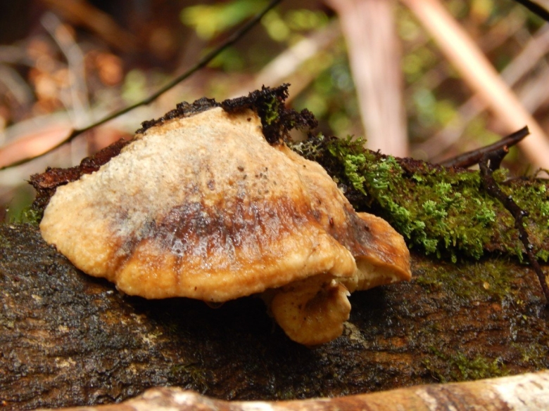Гриб Чернэ Чуперка