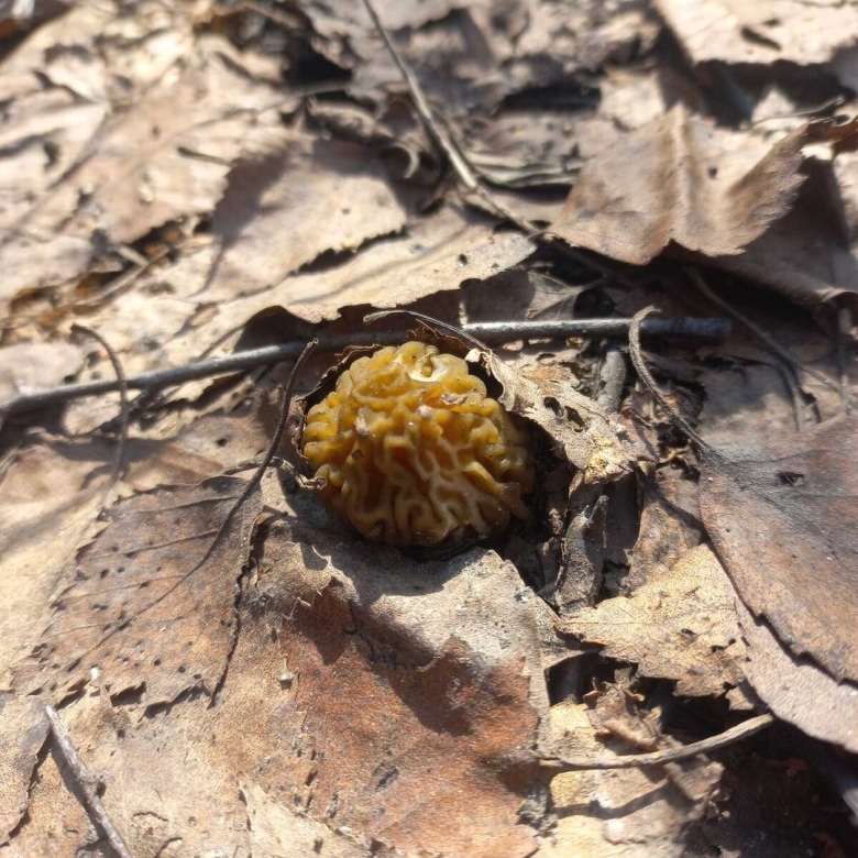 Сморчок гриб съедобный