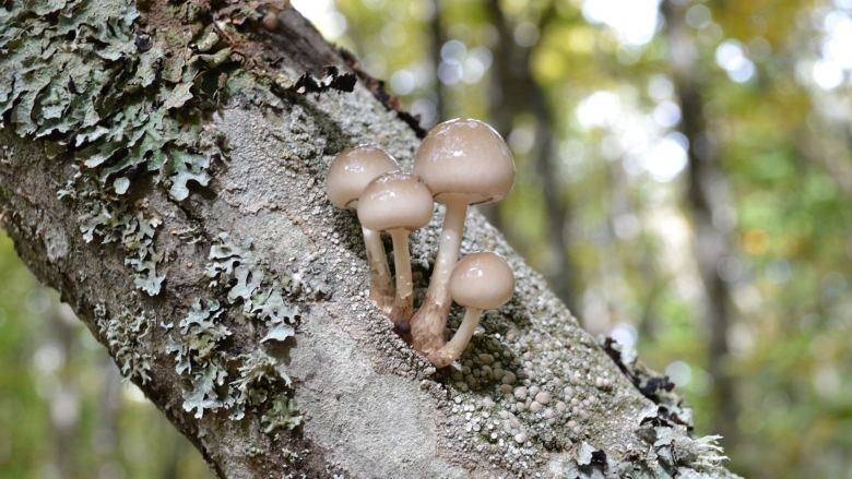Маленькие грибы на дереве