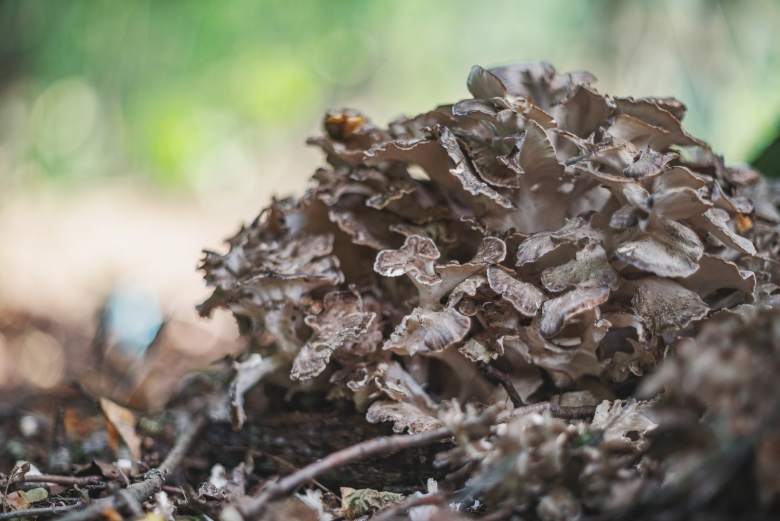 Грифола курчавая гриб