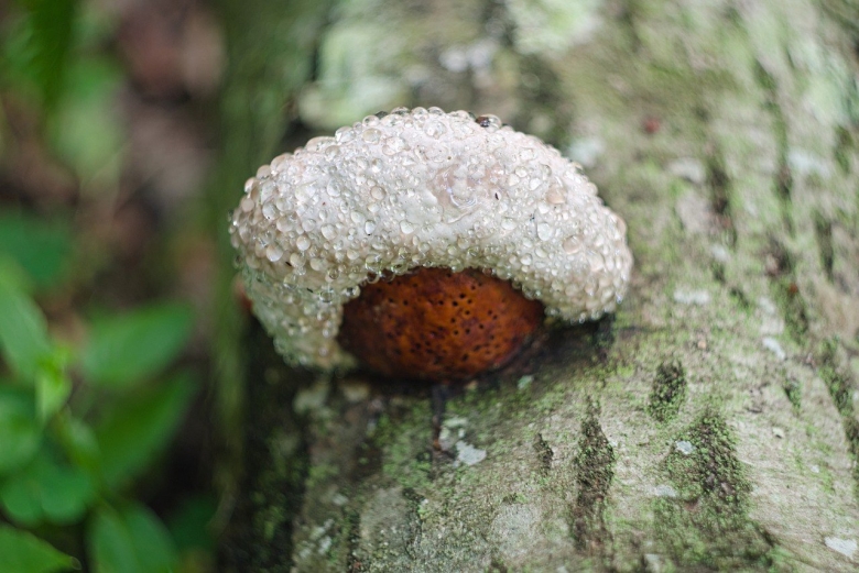 Трутовик окаймленный fomitopsis pinicola
